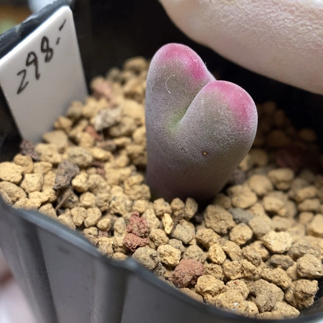 多肉植物肉锥杂交K-632 毛将杂