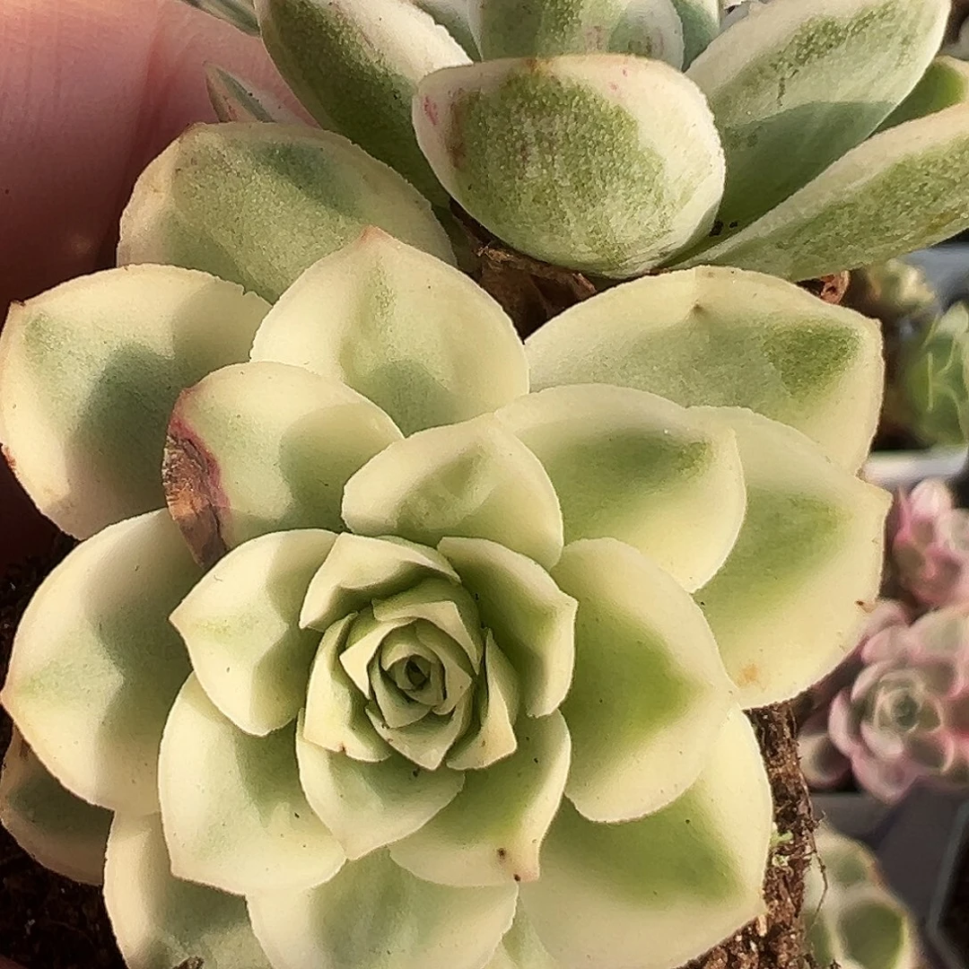 山地玫瑰锦秋夕608号