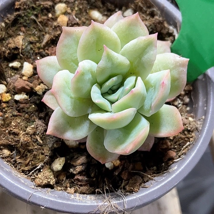 多肉植物泡泡纱154