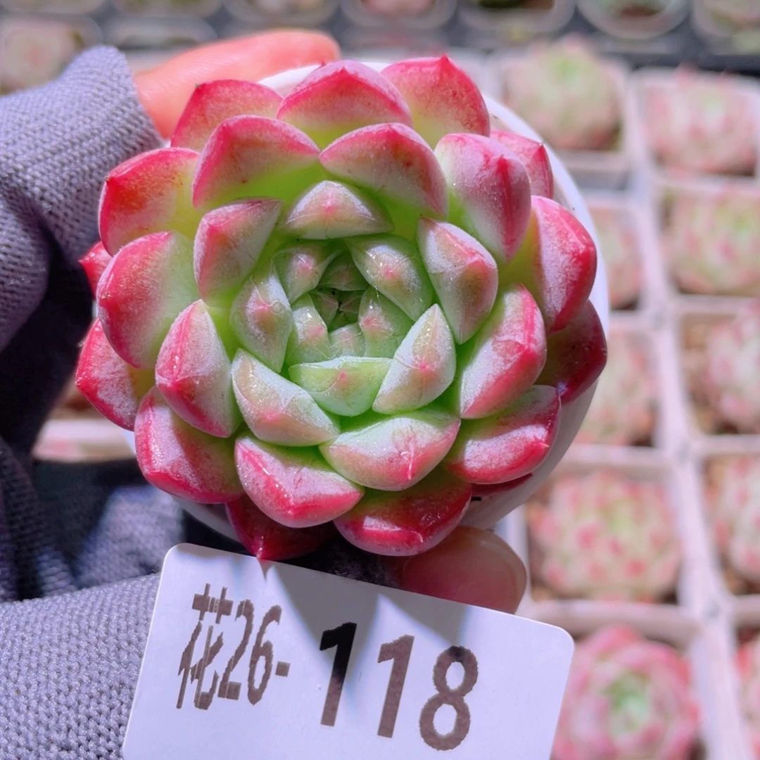 花利美26-118白桃汽水