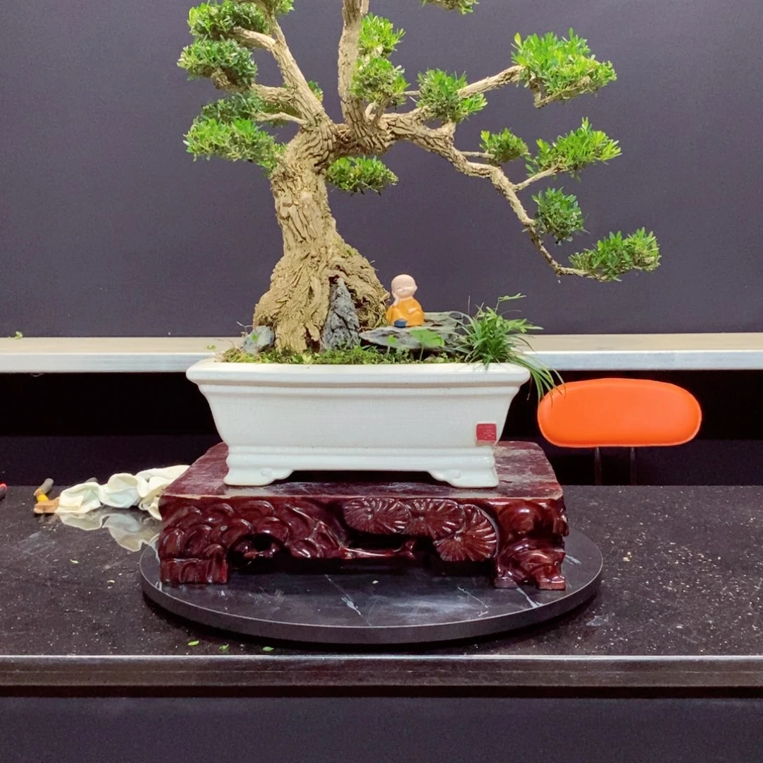 无花朵黄杨盆景园林