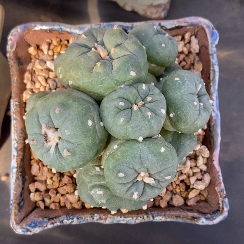 【闪购商品】仙人球