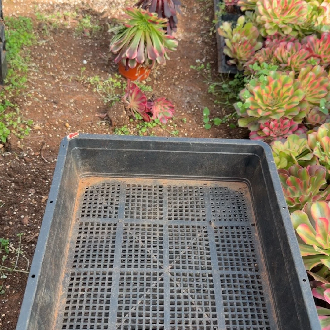 框拍多肉植物法师