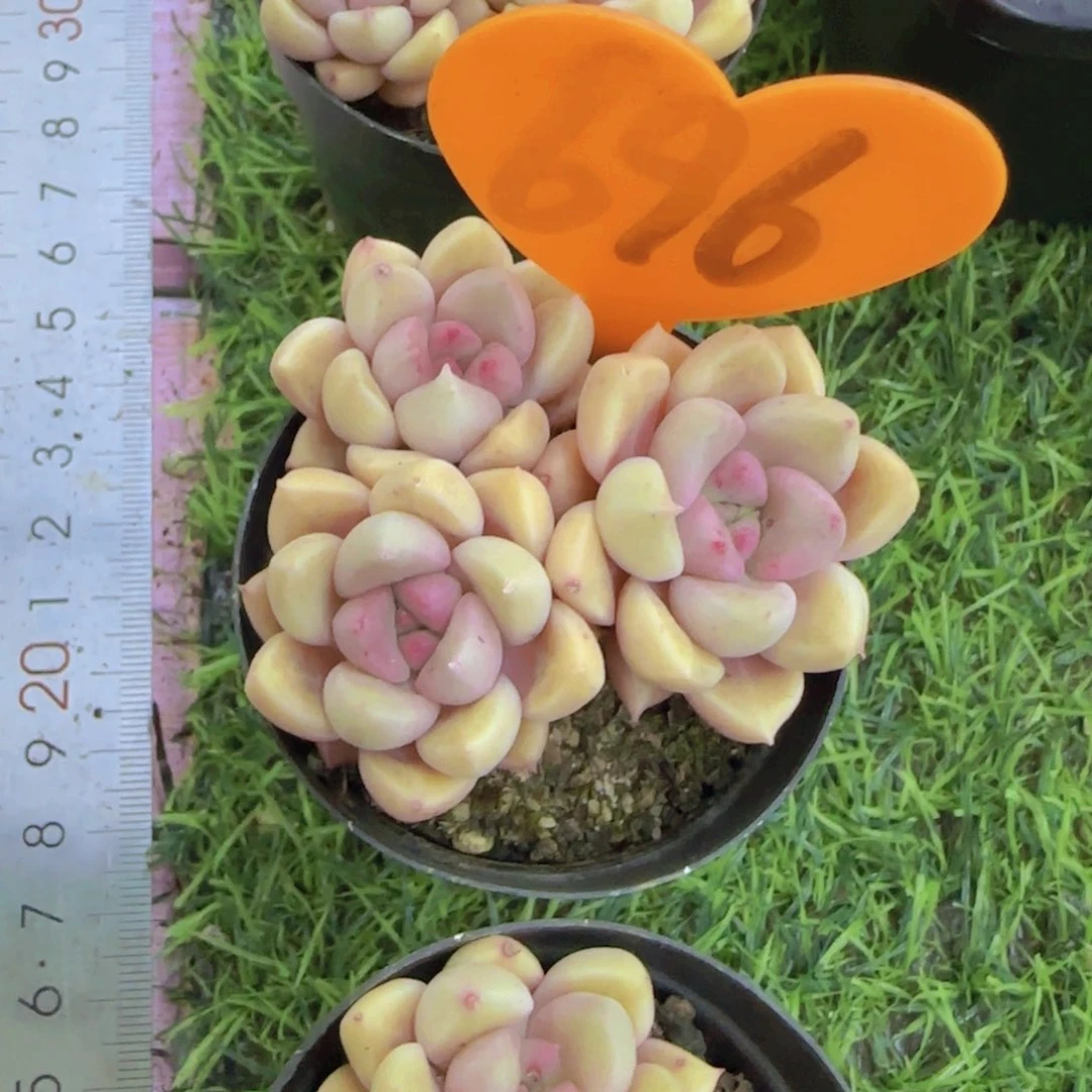 落*莹696多肉植物一物一拍