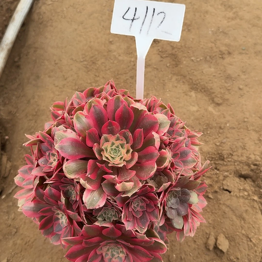 4112女妖多肉法师多肉法师