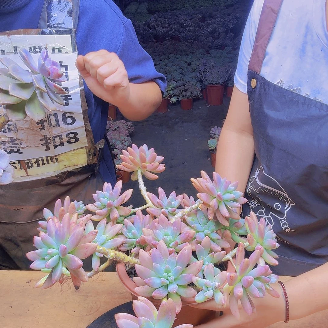 秋丽老桩一物一拍