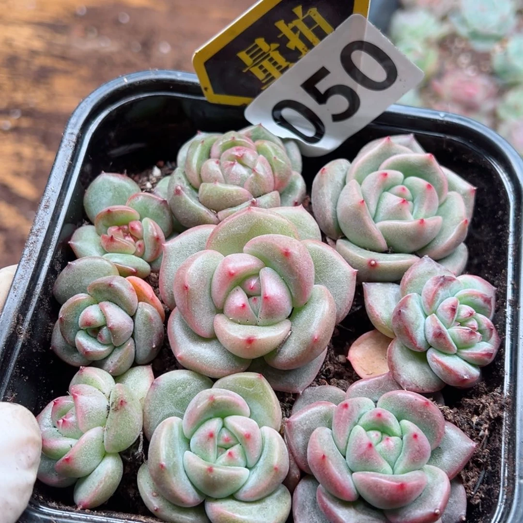 多肉植物多肉植物