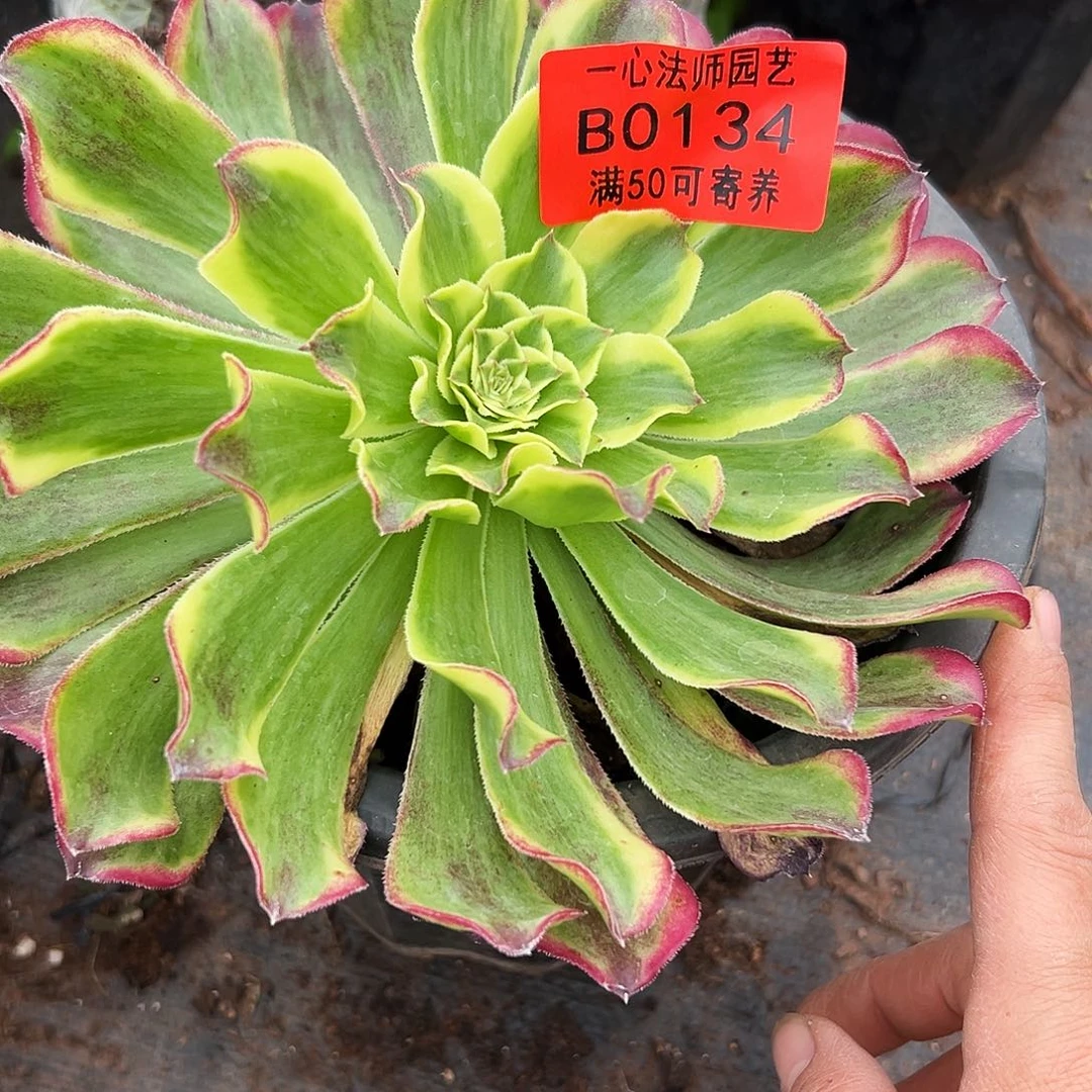 绿波澜多肉植物0134