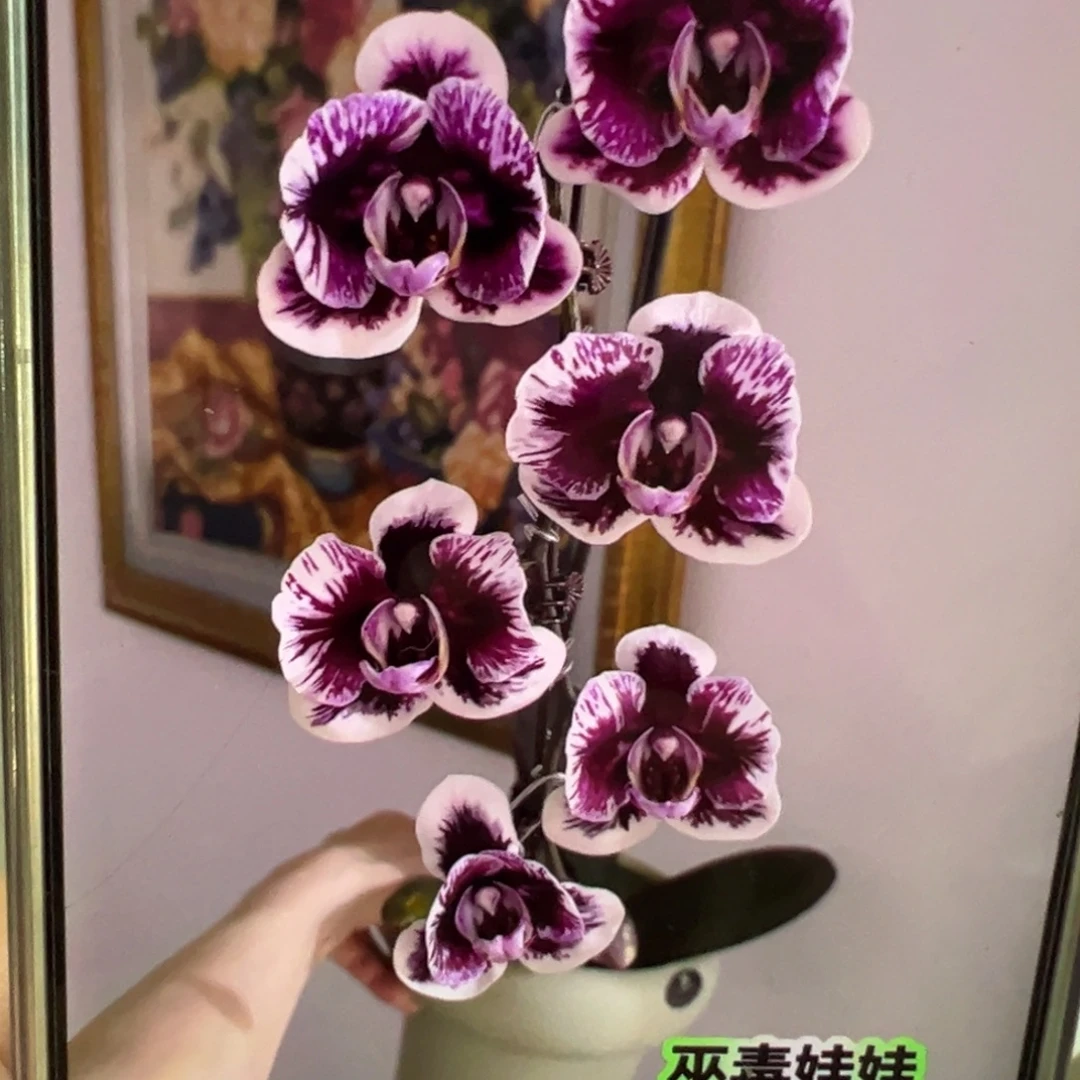 当前无花栽培后可以开花巫毒娃娃