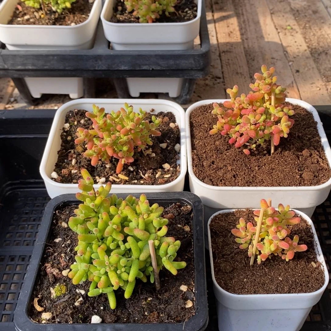 枝干番杏多肉植物063