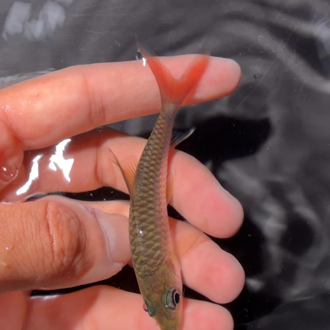 吉罗鱼盈江结鱼 缅甸野生鱼