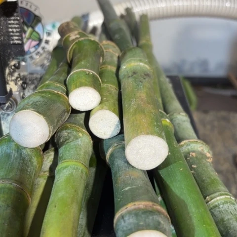 竹叫*实心竹竹竹竹竹竹竹竹竹竹