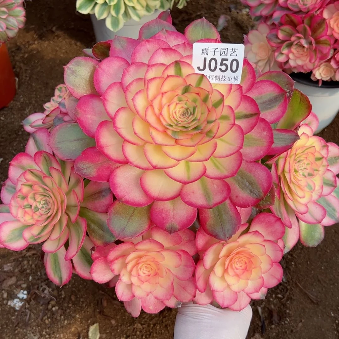 050荔枝尺寸28左右