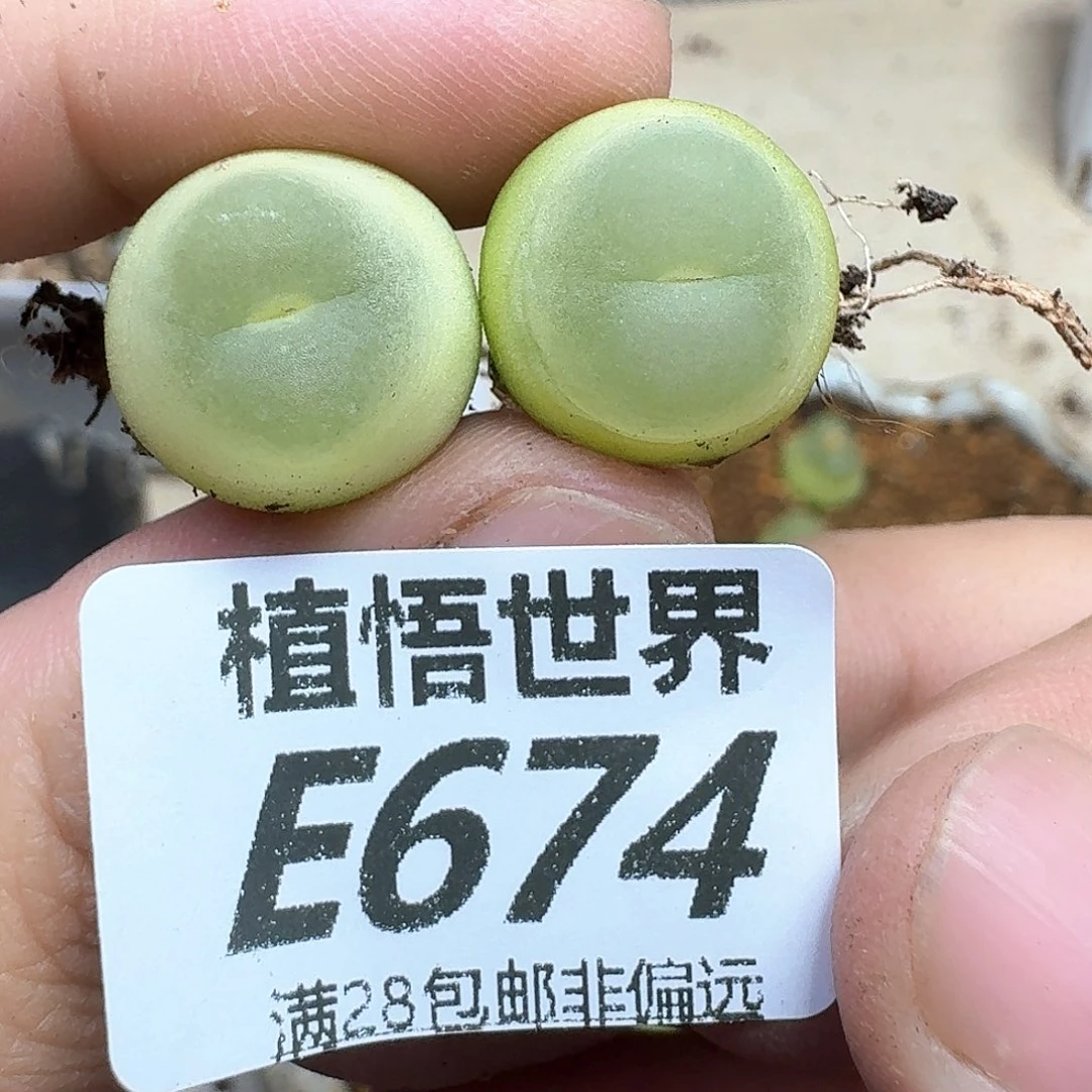 多肉植物的润泽fggh