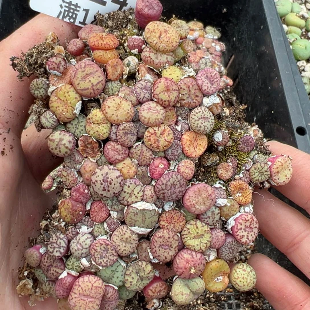 【闪购商品】624……