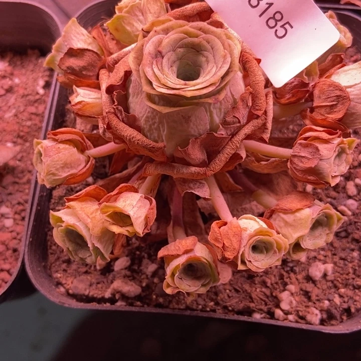 এ***࿐8185山地玫瑰花五年