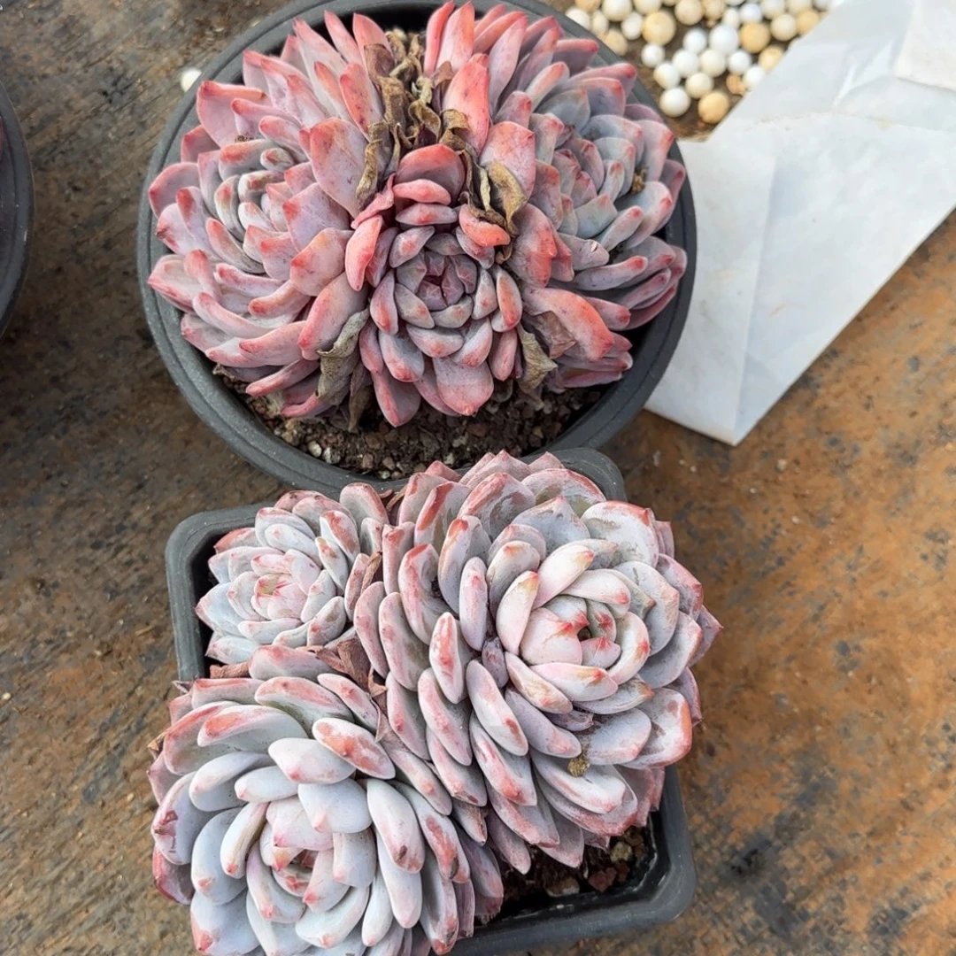 可以在你面前表现自己很