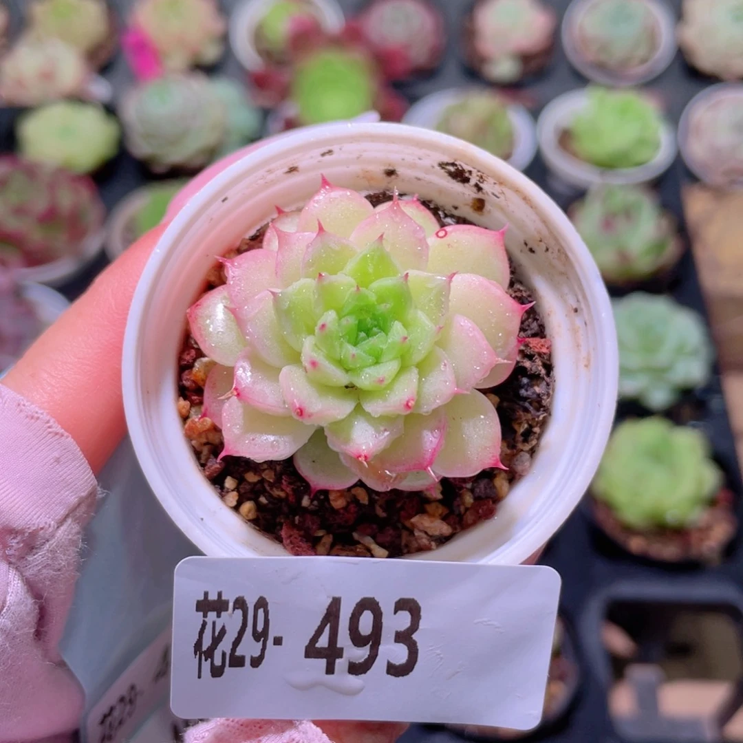 花利美29-493海王
