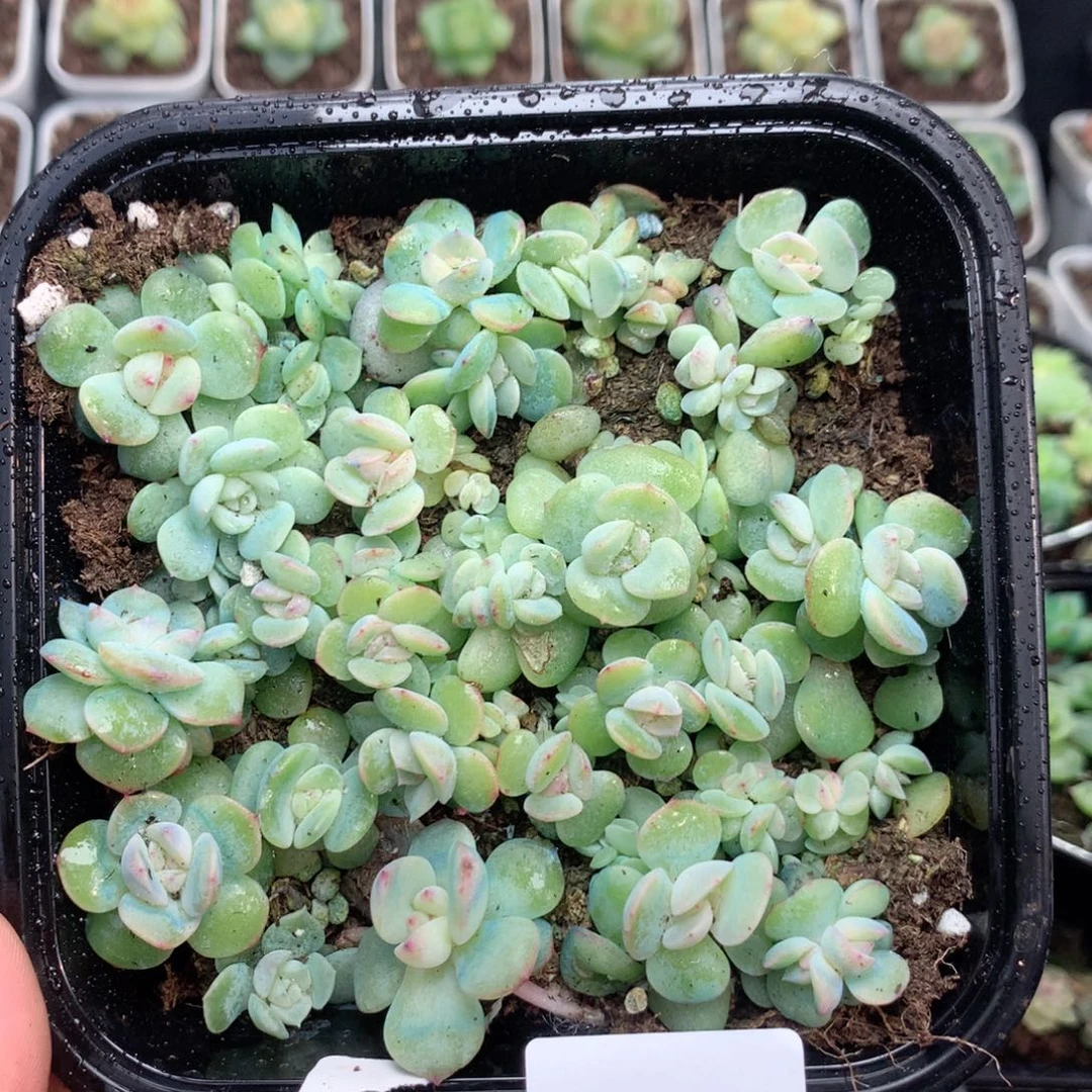 无花朵F126英语英语