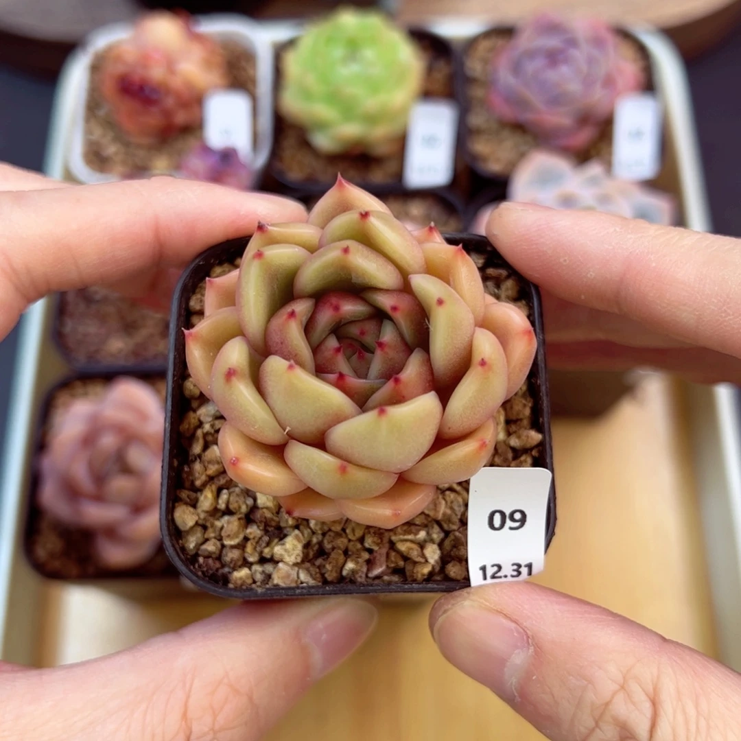 好好看09、哈哈哈哈