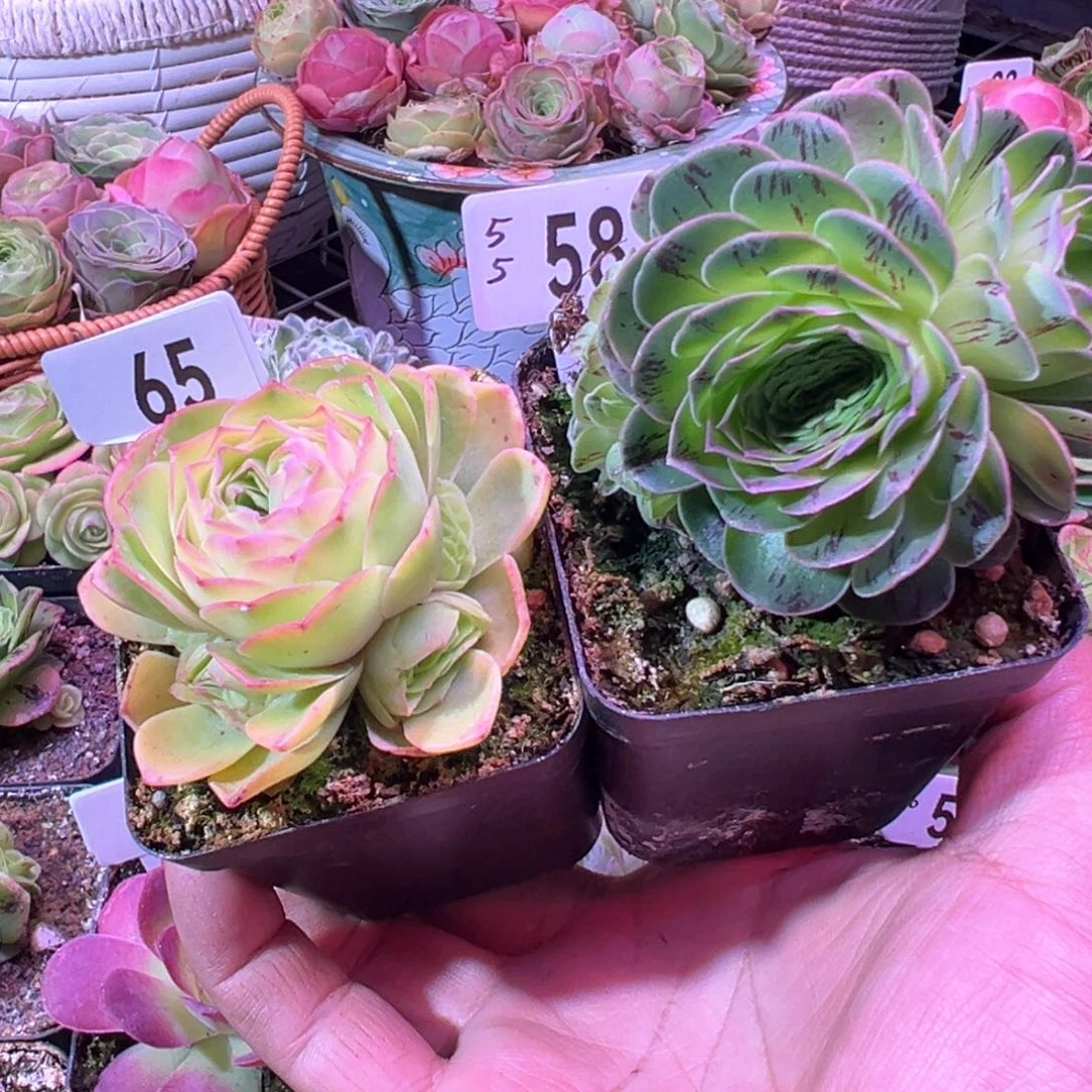 小****^补秋夕差价65-58山地玫瑰多肉