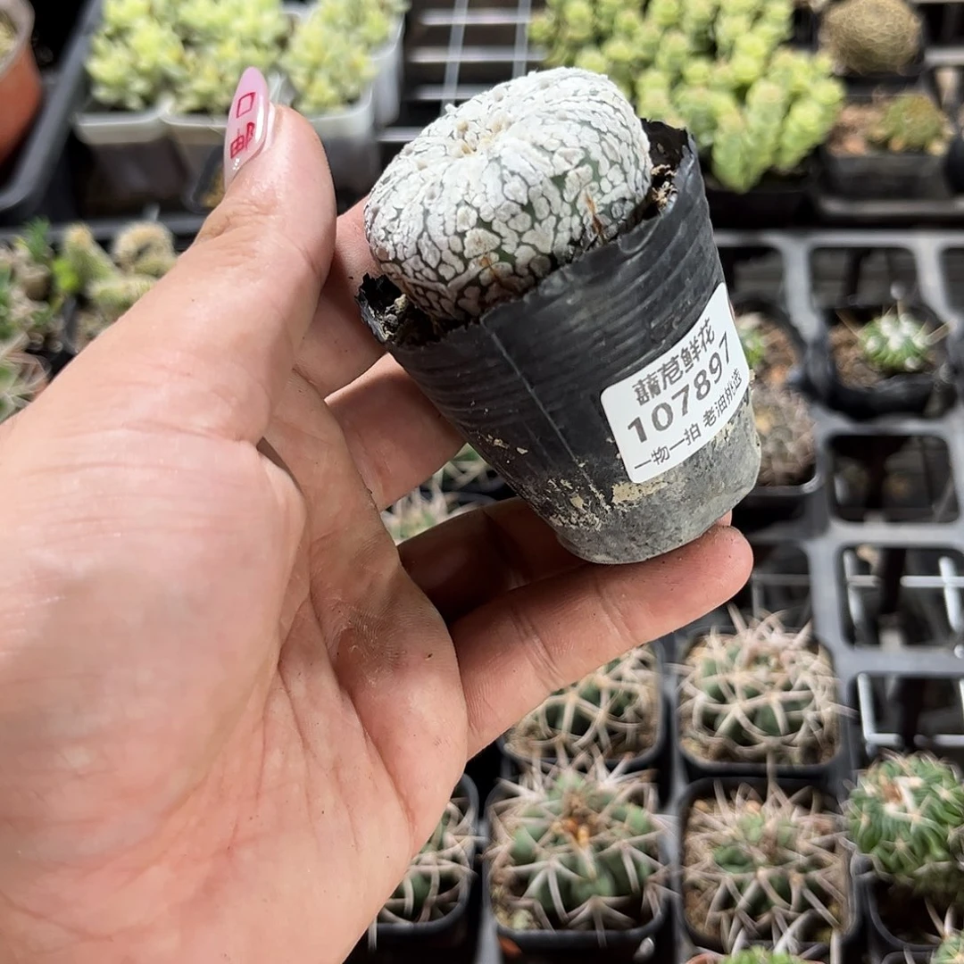 至***_107897一物一拍单头发货