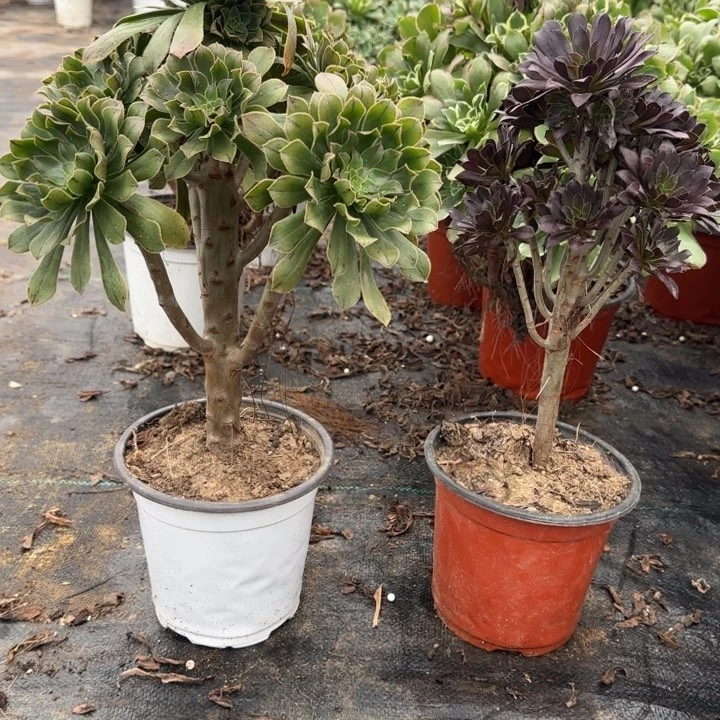 拉丝绿法师➕黑法师包邮。