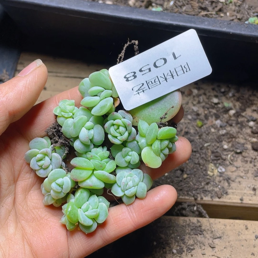 多肉植物多肉植物1058