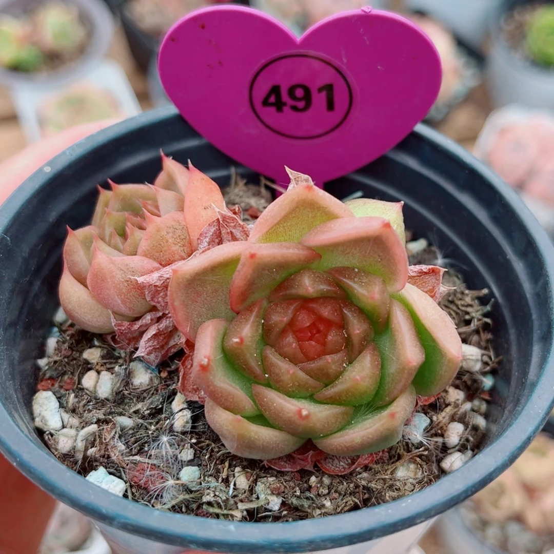 风靡园艺新品珍妮群