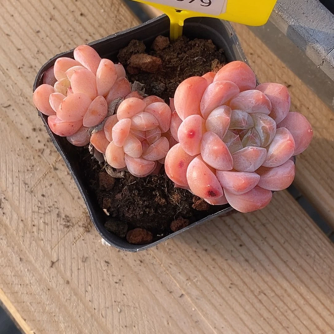 喵*呀1115079珍妮，多肉