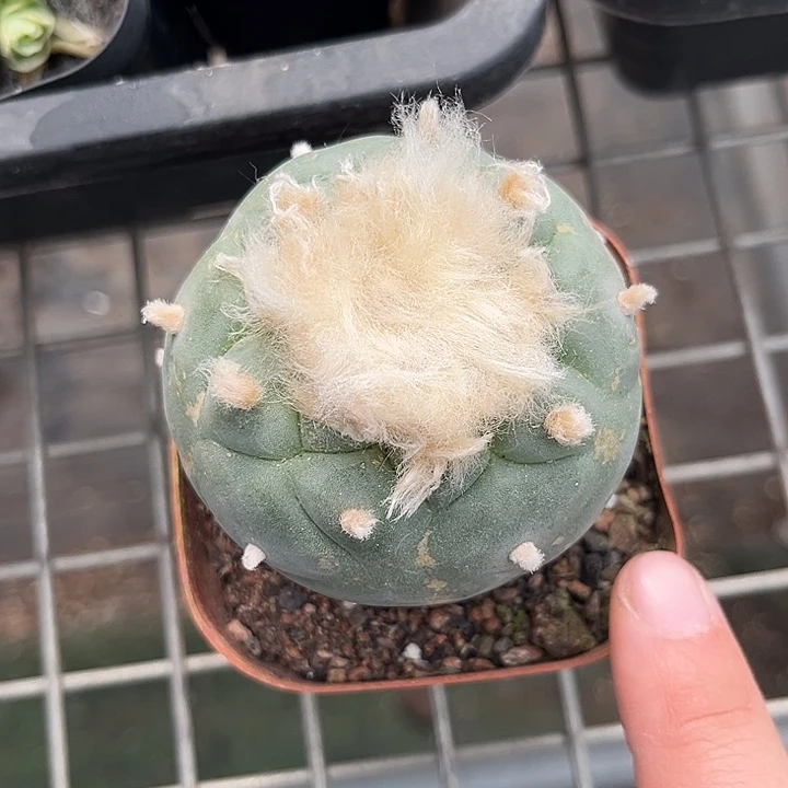 当前无花朵，栽培后可花朵