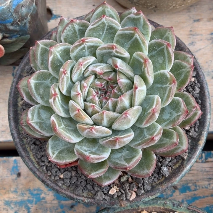 多肉植物 雪花珍妮-4