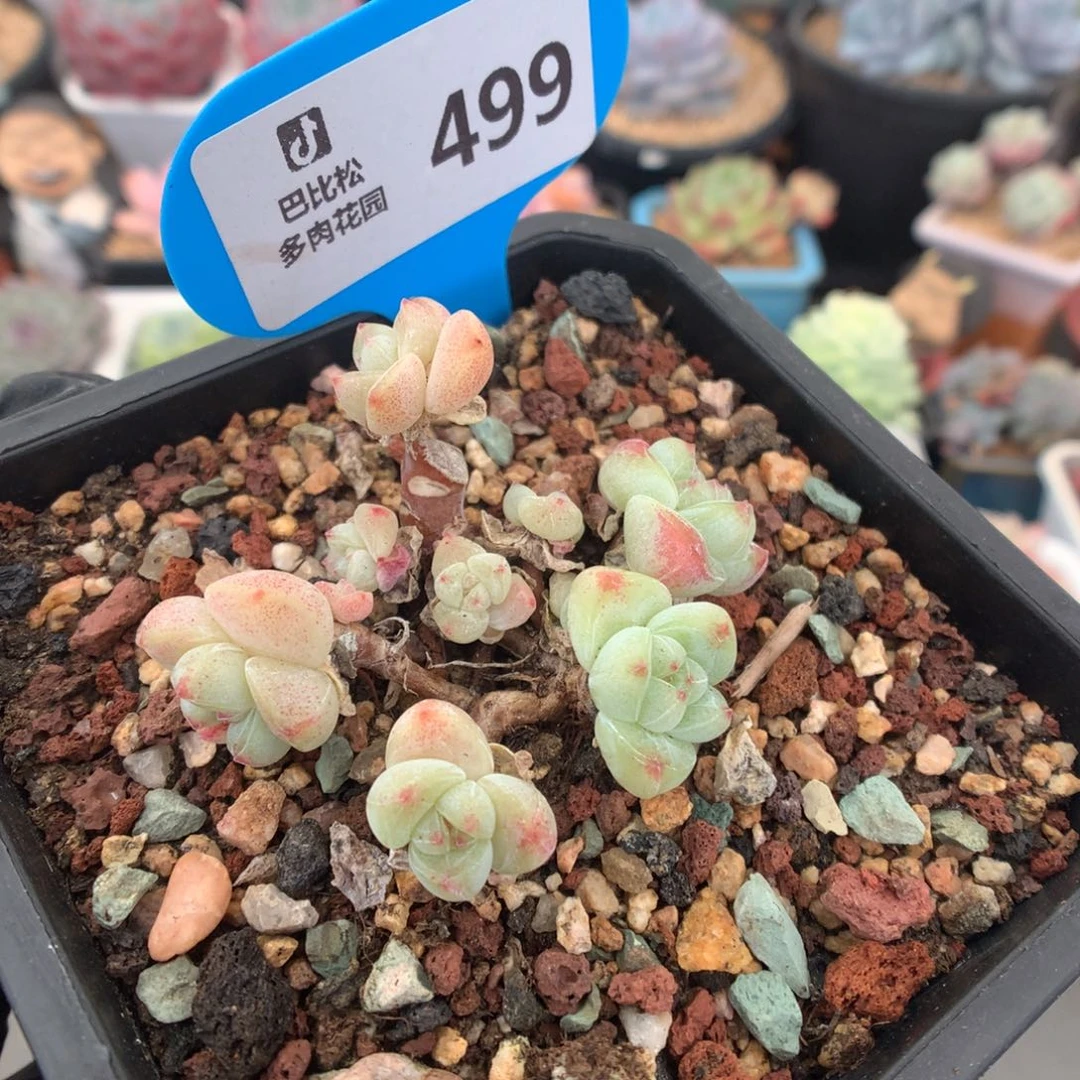 499 九头迷你冰玉瑕疵福利