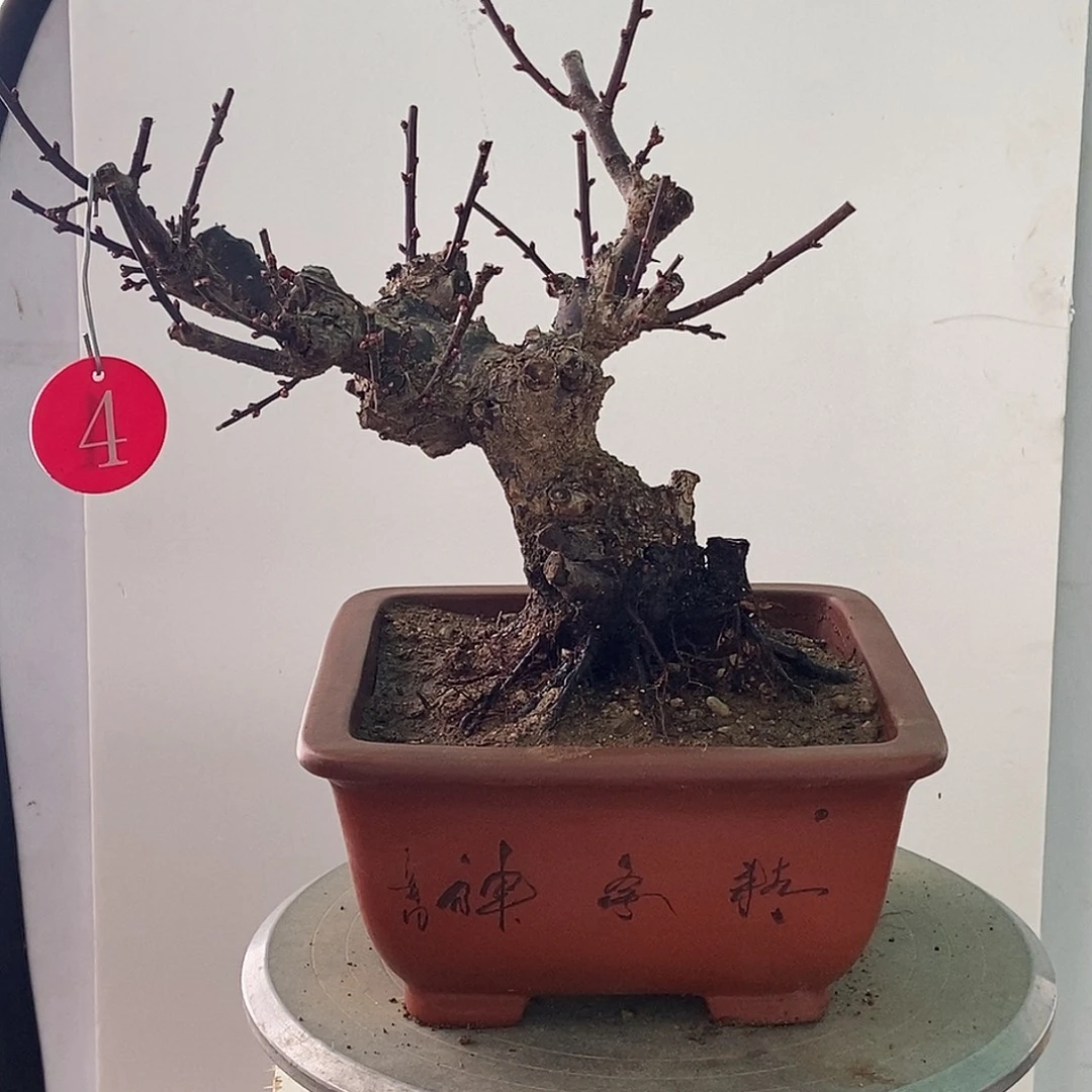 全部花苞野梅嫁接乌梅