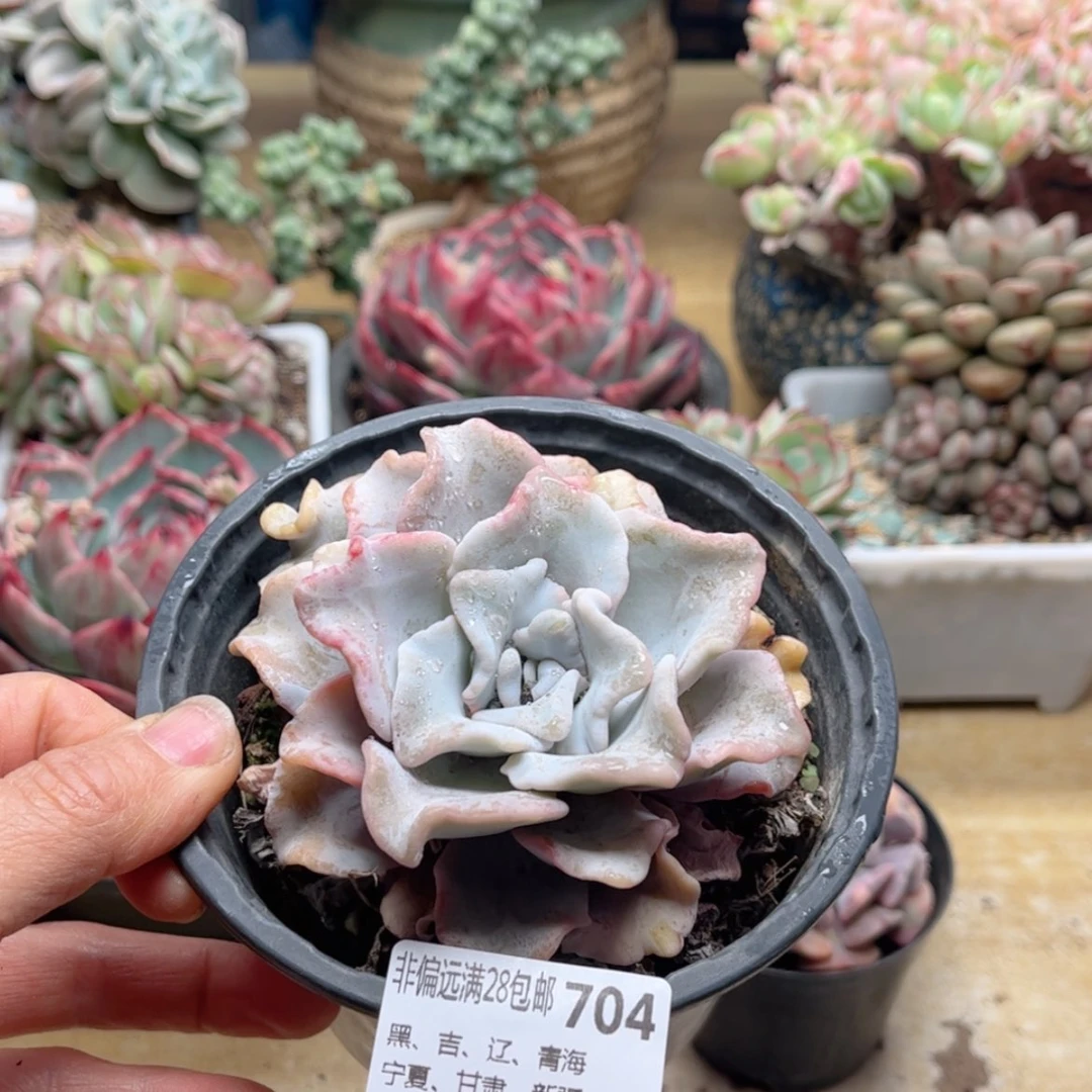 【闪购商品】704芭蕾舞者