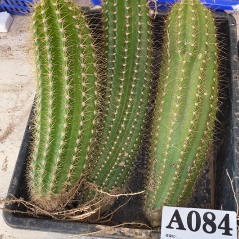 瑕疵毛花柱a 084