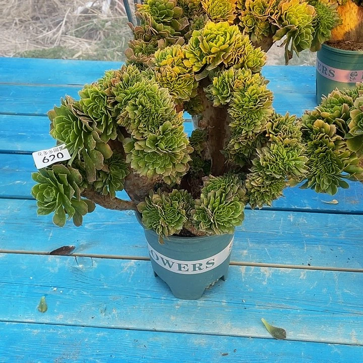 建****儿620号绿阳法师缀花微瑕