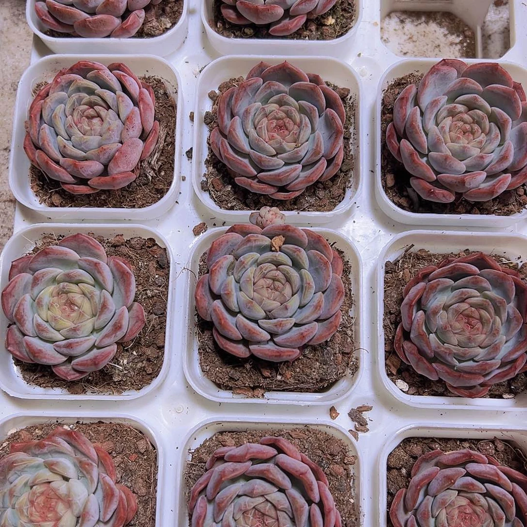 特特珍妮19包邮多肉植物