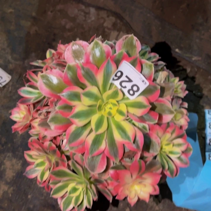 826妖月多肉植物不售后