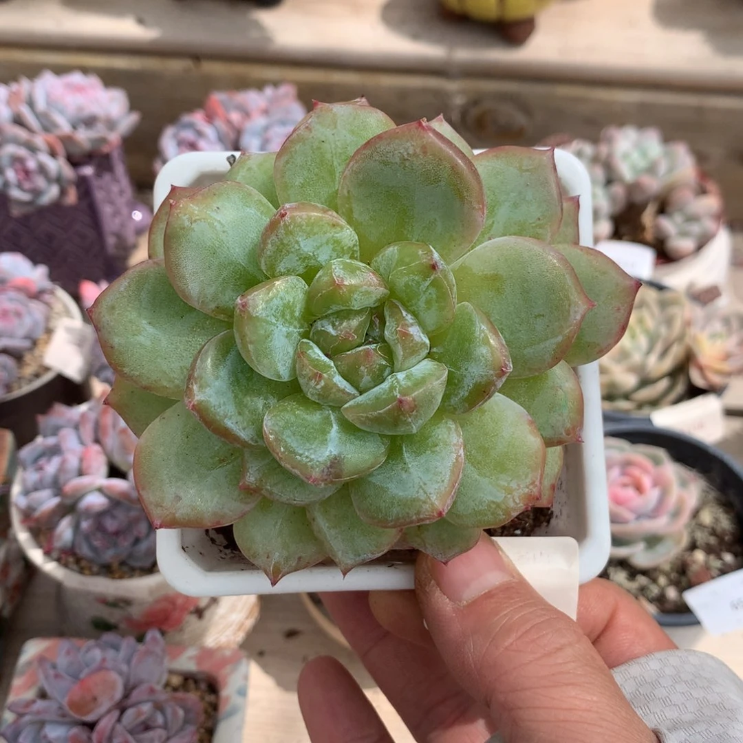 6313二代雪花石化一颗9厘米