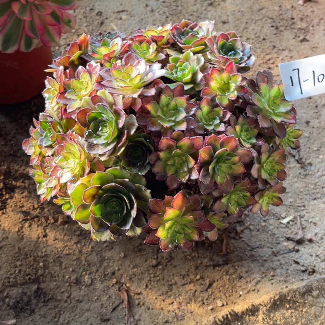 甜***吖12-17-10龙鳞绣球法师锦