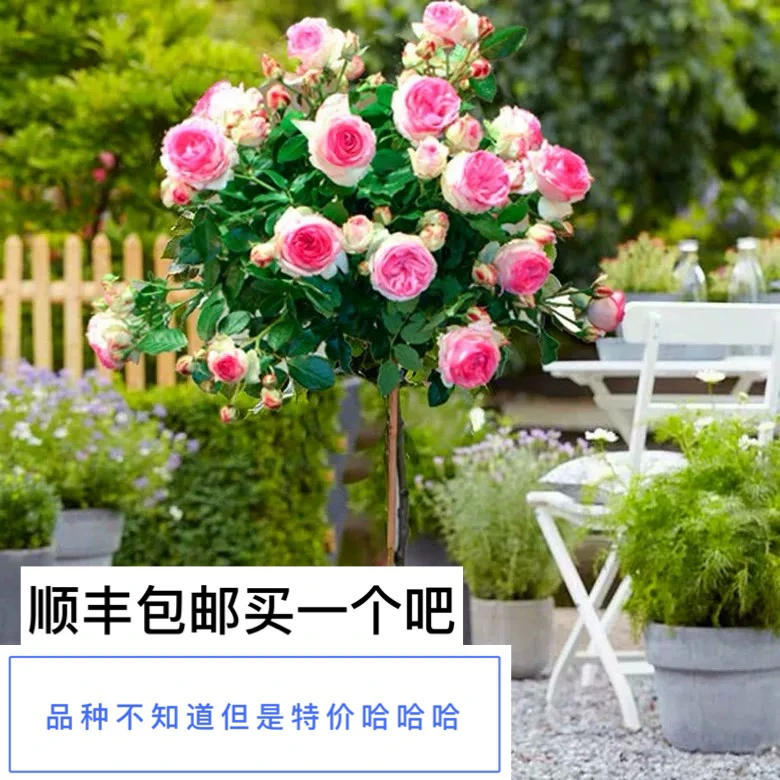 树桩棒棒糖月季特价就卖几天哦赶紧买