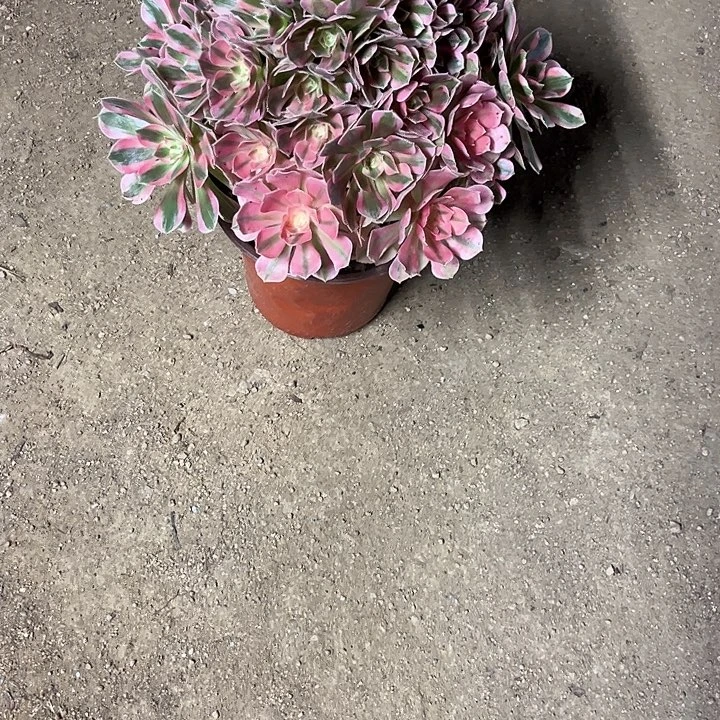多肉植物粉水晶锦……