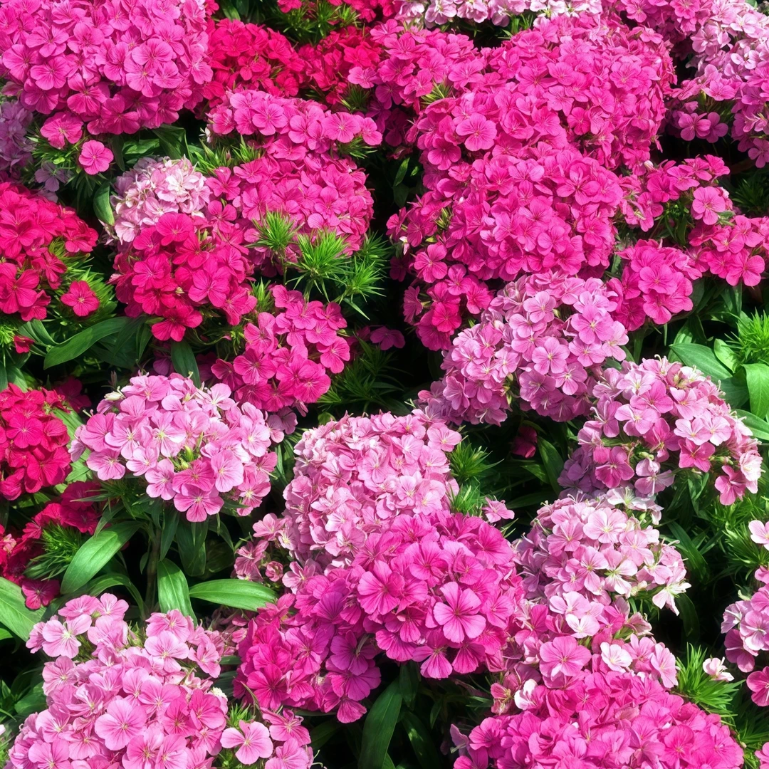 霹雳石竹绣球石竹多年生地栽四季开耐寒耐热开花阳台庭院花期超长