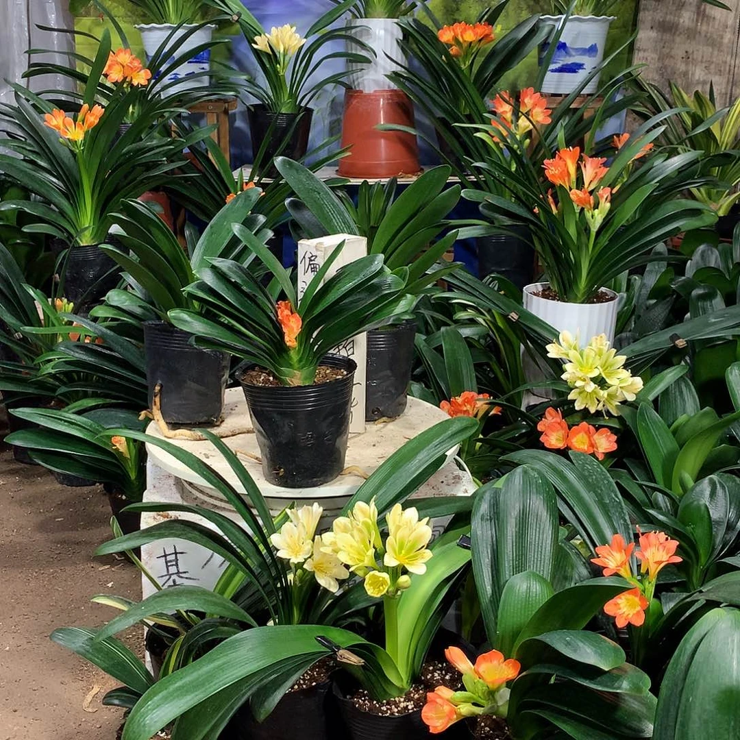 带花原盆原土发货