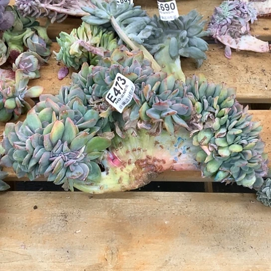 血凤缀化473  全场默认微瑕 7-8天发货