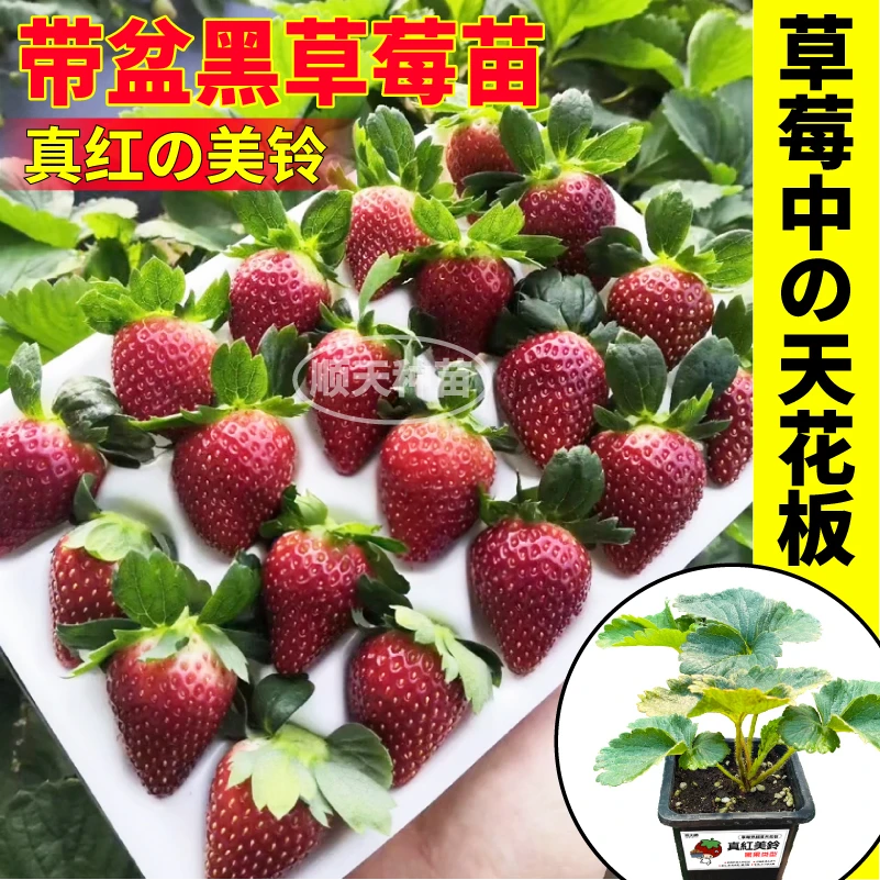 原土原盆大果真红美玲黑珍珠草莓秧苗粉玉红颜天使ae白黑红果草莓