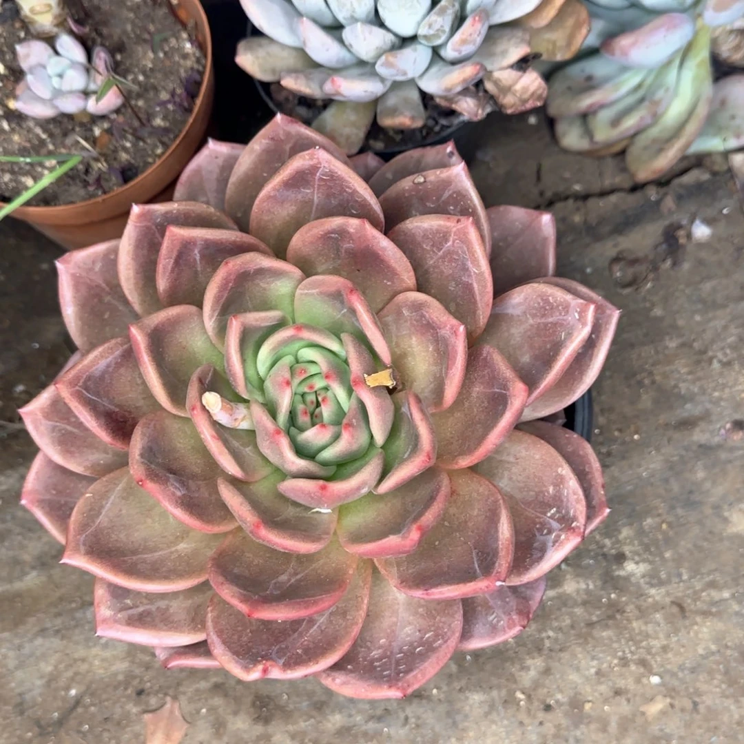 多肉植物多肉植物