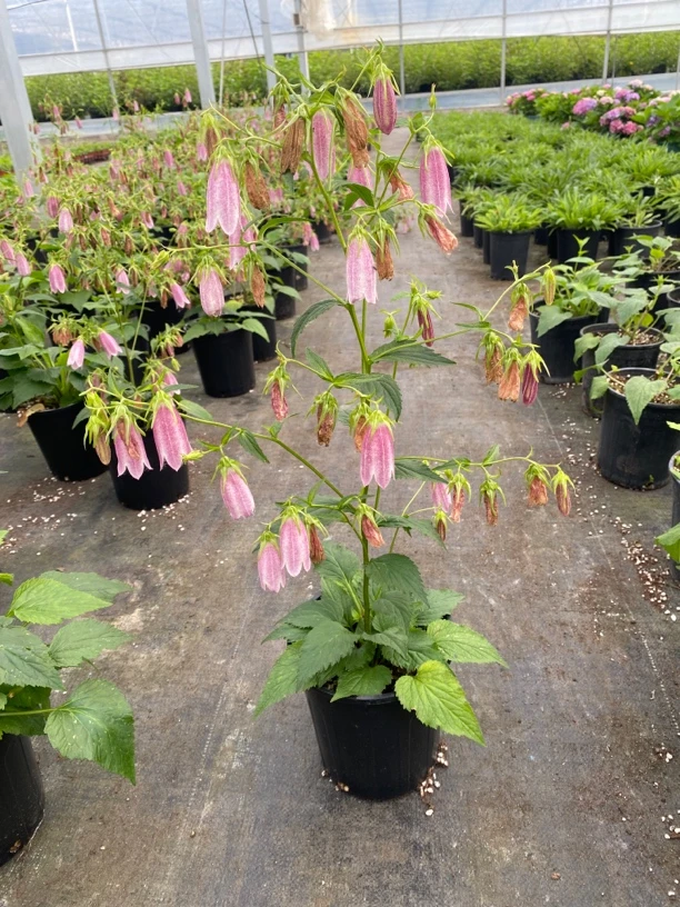 紫斑风铃草花苗花园新宠花期长庭院阳台多年生开花植物