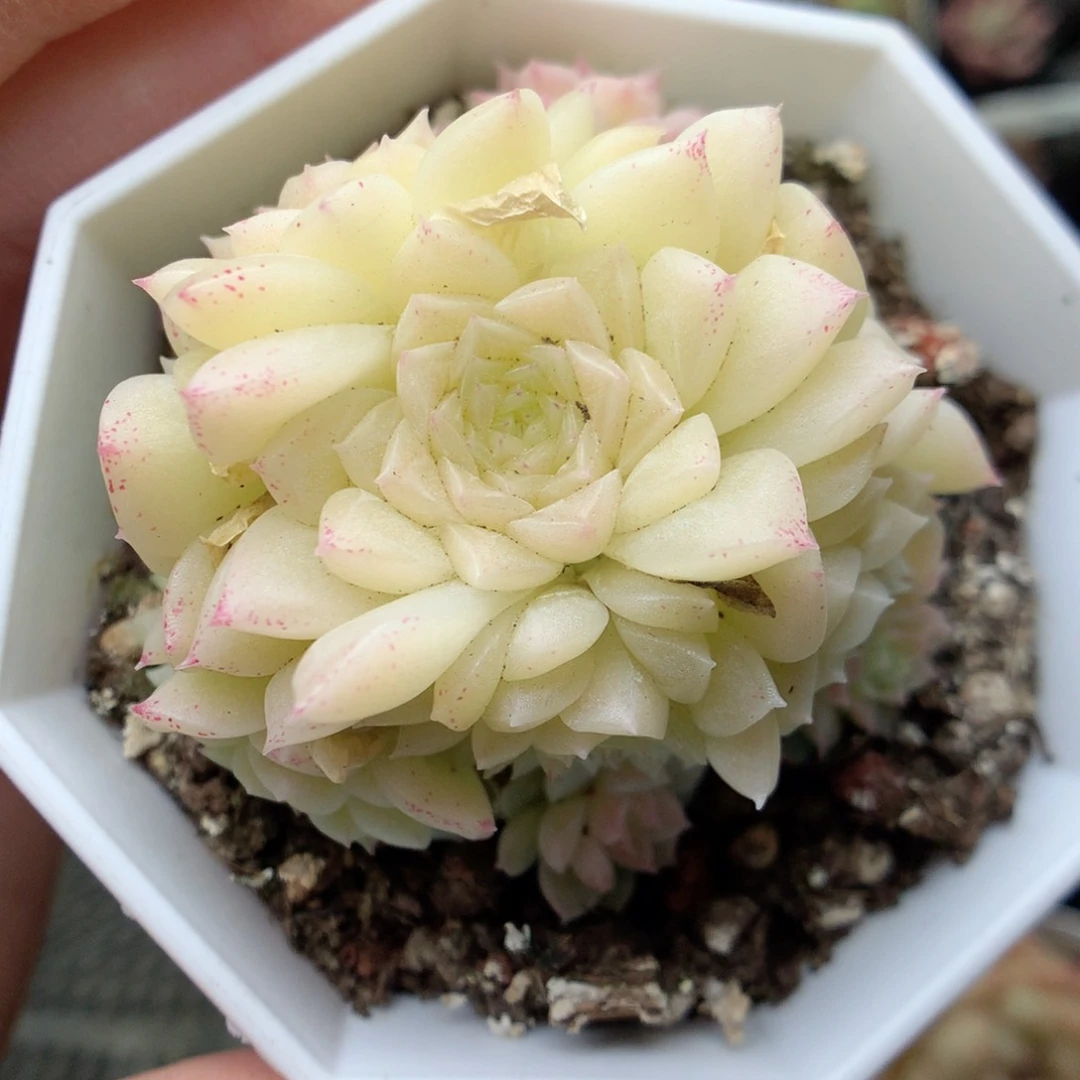 X44 ，20包邮两天凑单